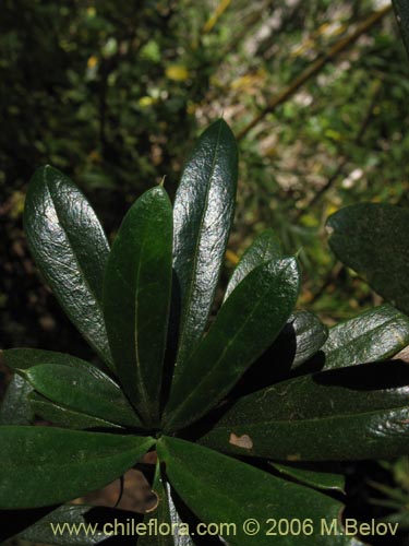 Фотография Berberis trigona (Calafate / Michay). Щелкните, чтобы увеличить вырез.